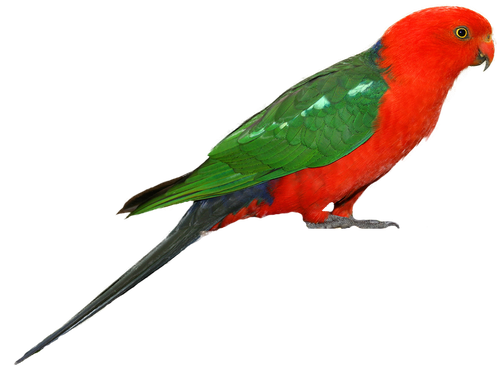 Parrot Png Clipart (red, black)