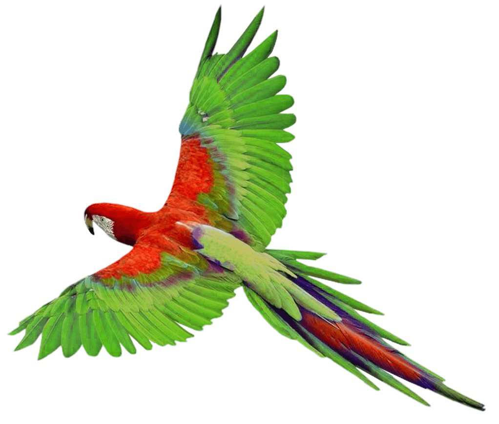 Parrot Png Photos (black)