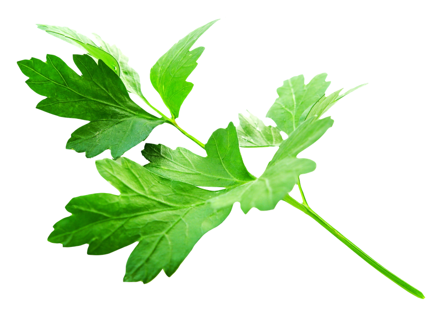 Parsley Png File (black)