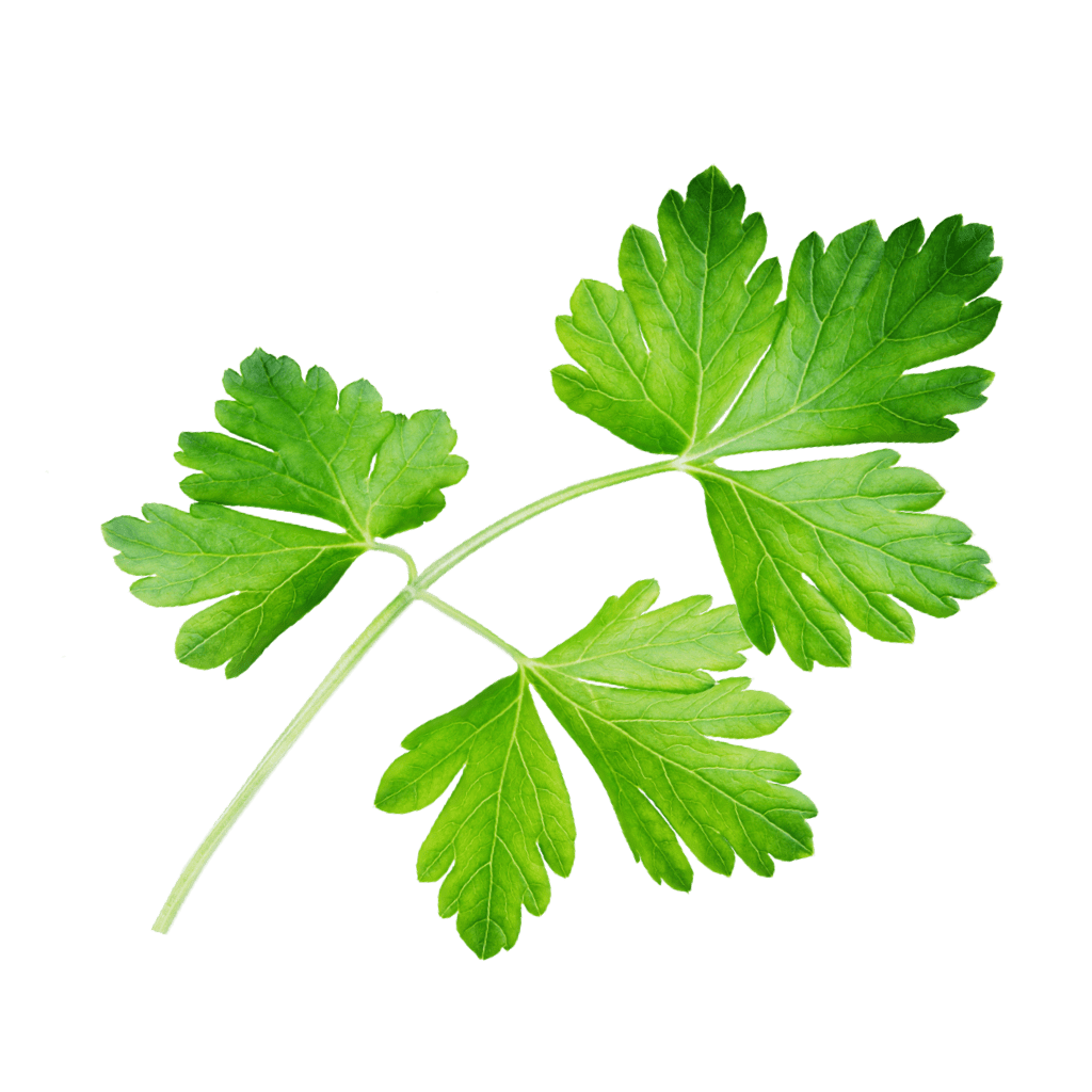 Parsley Png Hd (black)