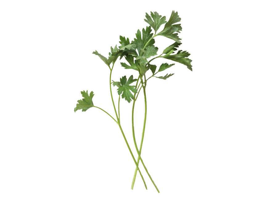 Parsley Png Photo (lavender, black, white)