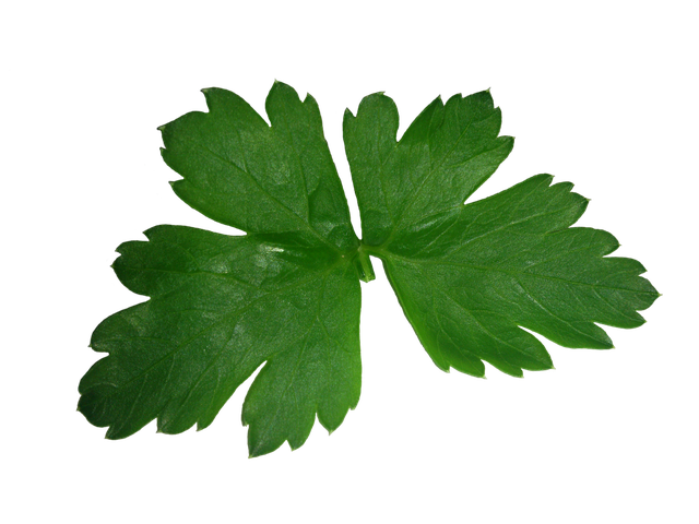 Parsley Png (black, green)