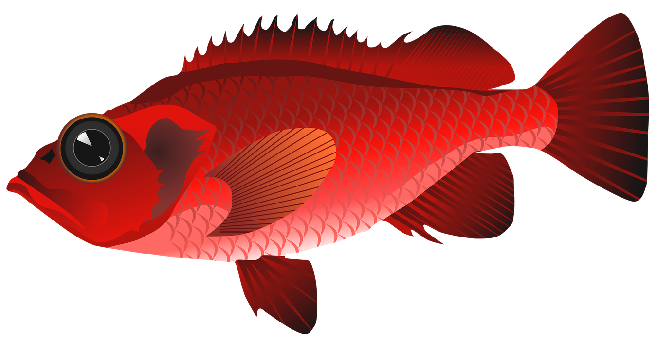 Cartoon Fish Png Isolated File (black, maroon)