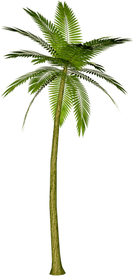 Cartoon Palm Tree Png Transparent (black)