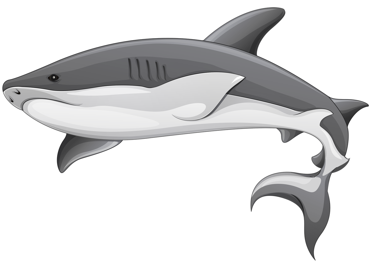 Cartoon Shark Png Photos (black, gray, lavender)