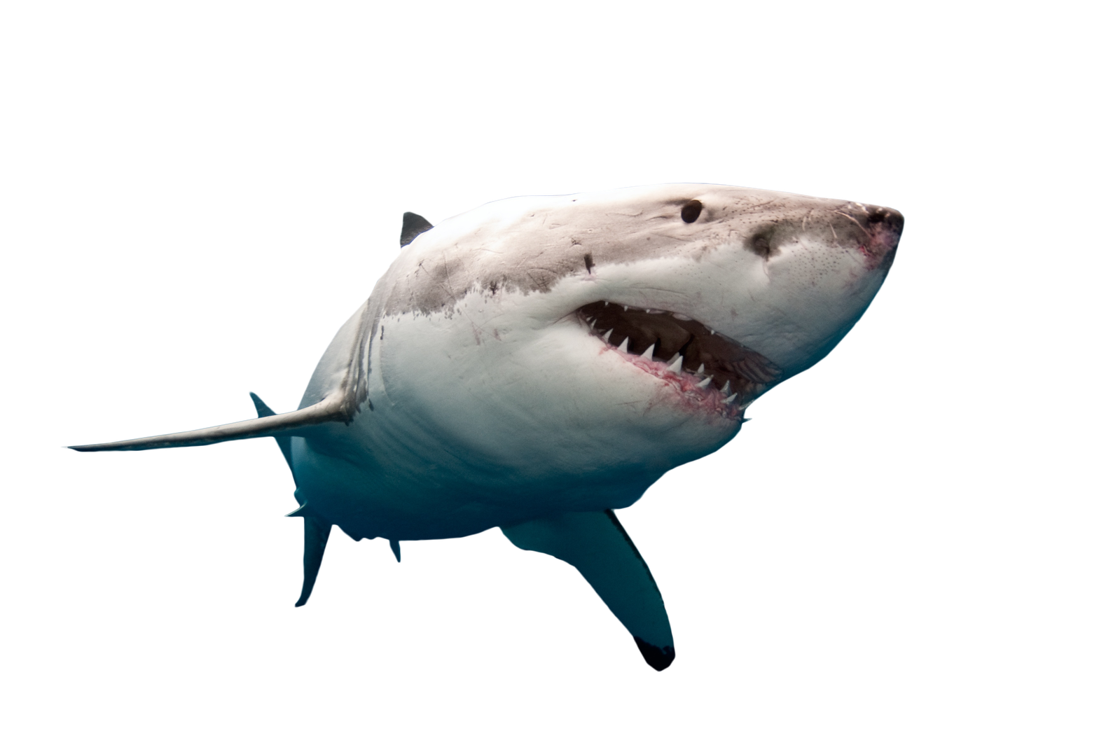 Cartoon Shark Png Pic (black, white)