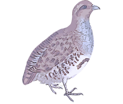 Partridge Download Png Image (lavender, black, silver, white)