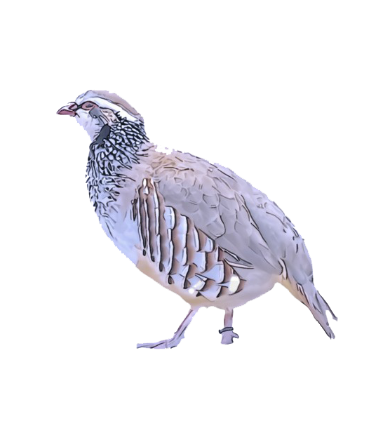 Partridge Png Background Image (white, silver)