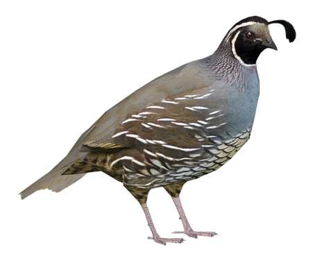 Partridge Png File (black)