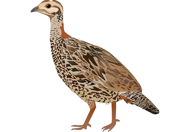 Partridge Png Hd (white, silver, gray, beige)