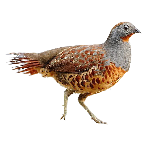 Partridge Png Photo (white)