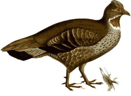 Partridge Png Pic (black, maroon)