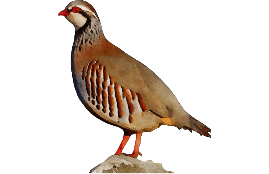 Partridge Png Transparent Hd Photo (white, gray, olive)