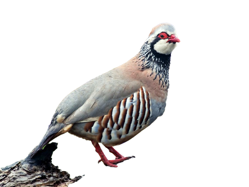 Partridge Png Transparent Image (white, silver, gray, black)