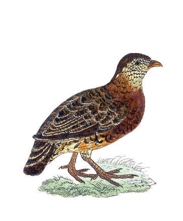 Partridge Png Transparent Picture (black)