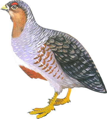 Partridge Transparent Background (black, indigo, white)