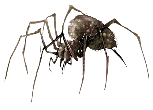 Harvestmen Png File (gray)