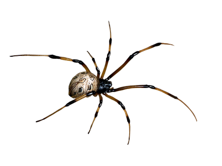 Harvestmen Png Pic (black)