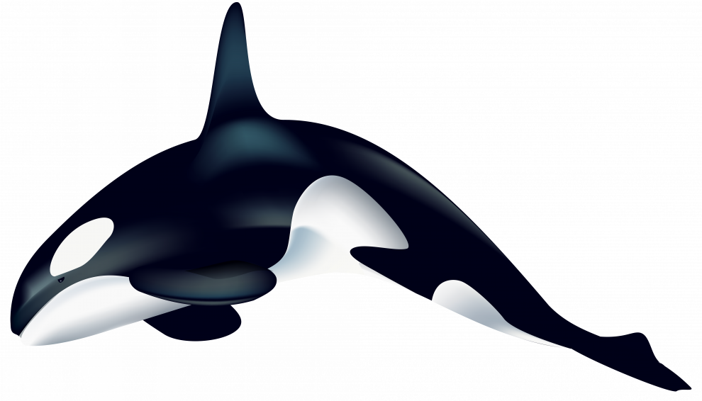 Narwhale Png File (white, black)