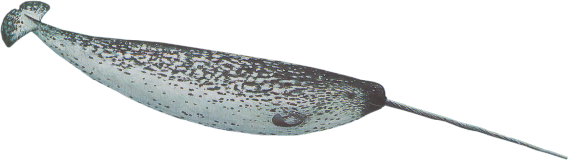 Narwhale Png (gray, black)