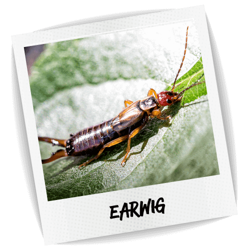 Earwig (black, lavender, white)