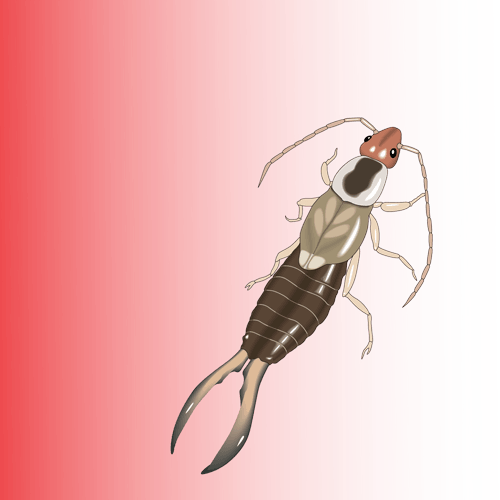 Earwig Bug Png Cutout (chocolate, salmon, pink, white)