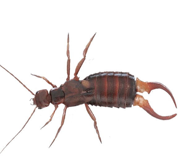 Earwig Bug Png Image (gray, white, silver)