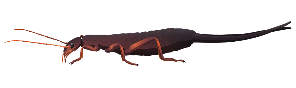 Earwig Bug Png Photos (black, gray, white)