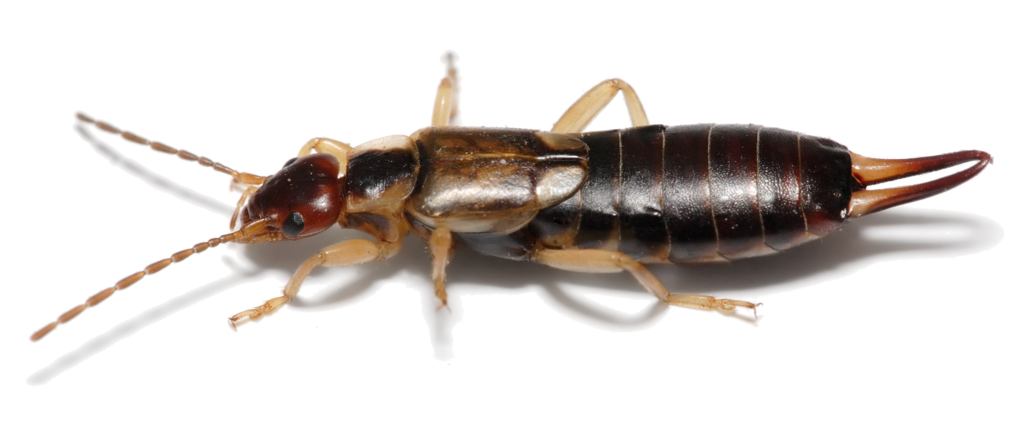 Earwig Bug Png (black, gray)