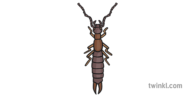 Earwig Female Png Image (gray)