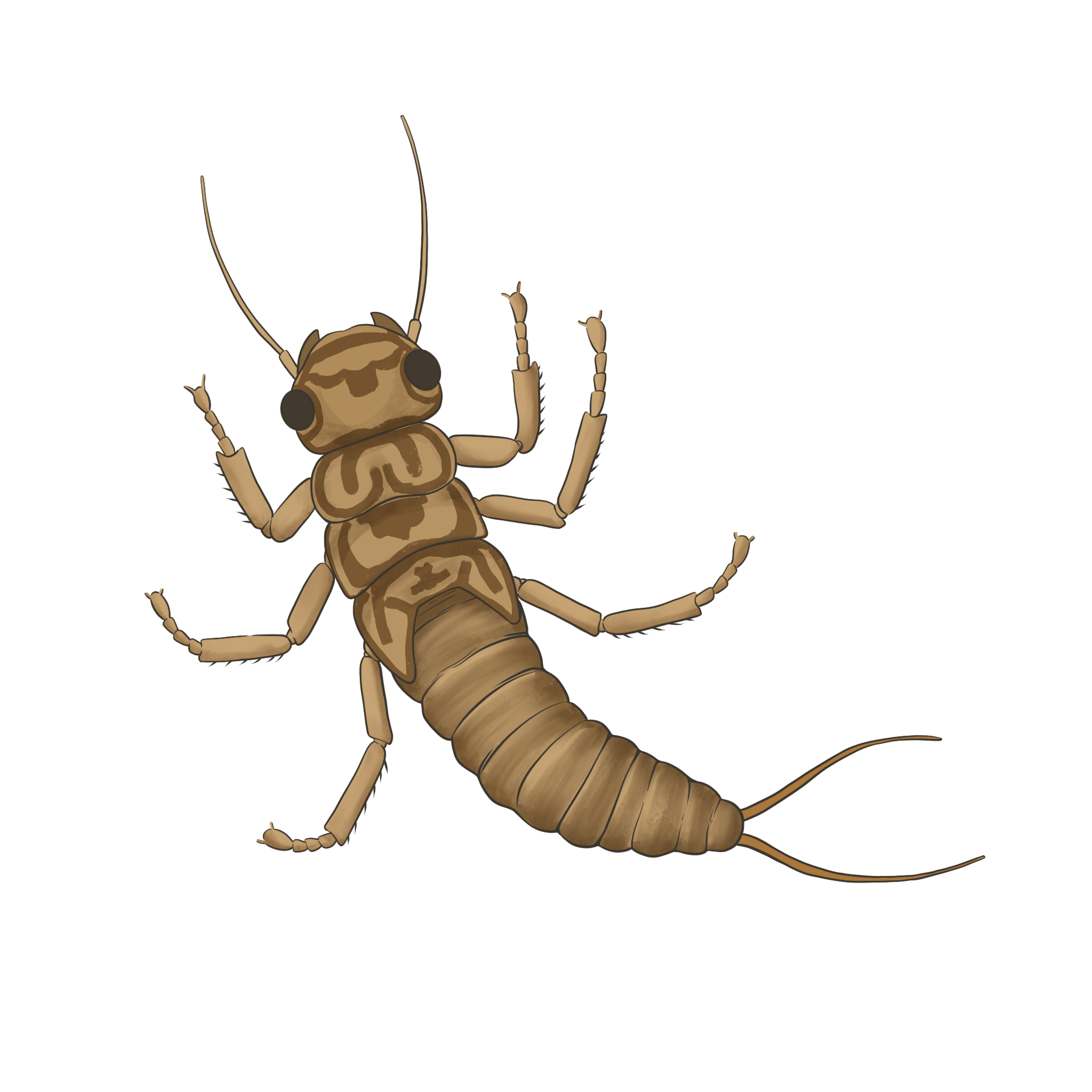 Earwig Female Png Photo (black)