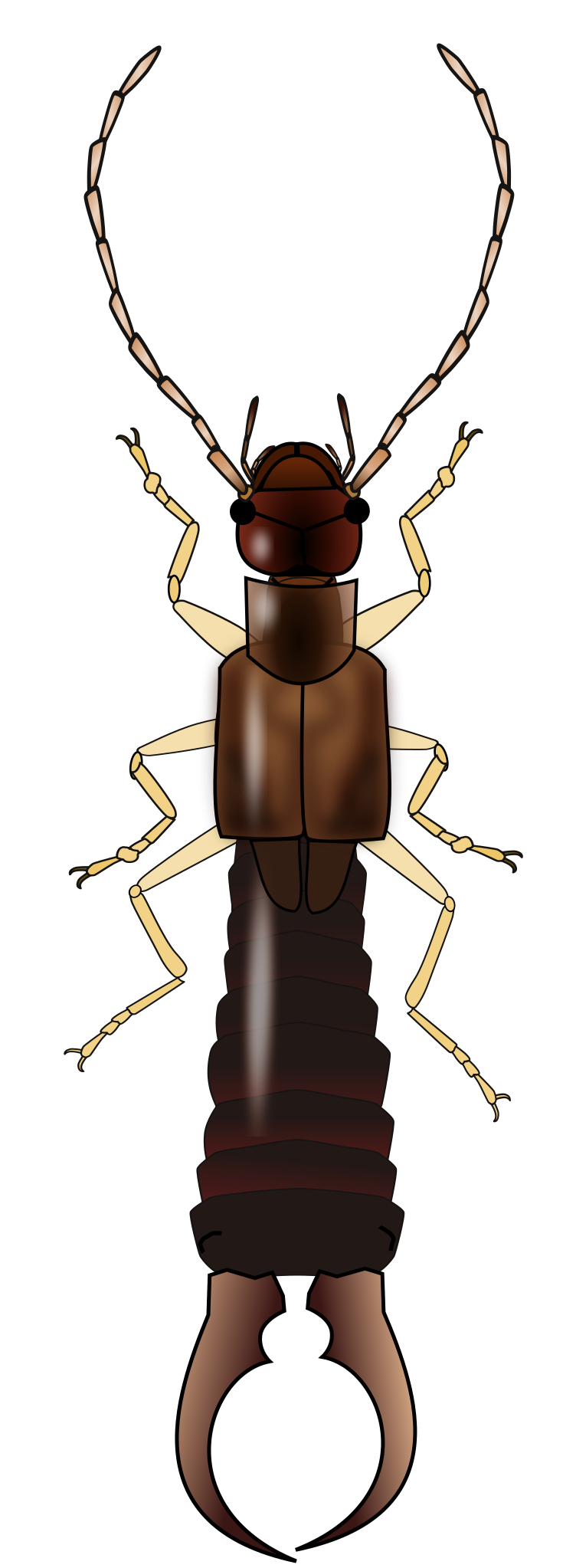 Earwig Female Png Pic (black)