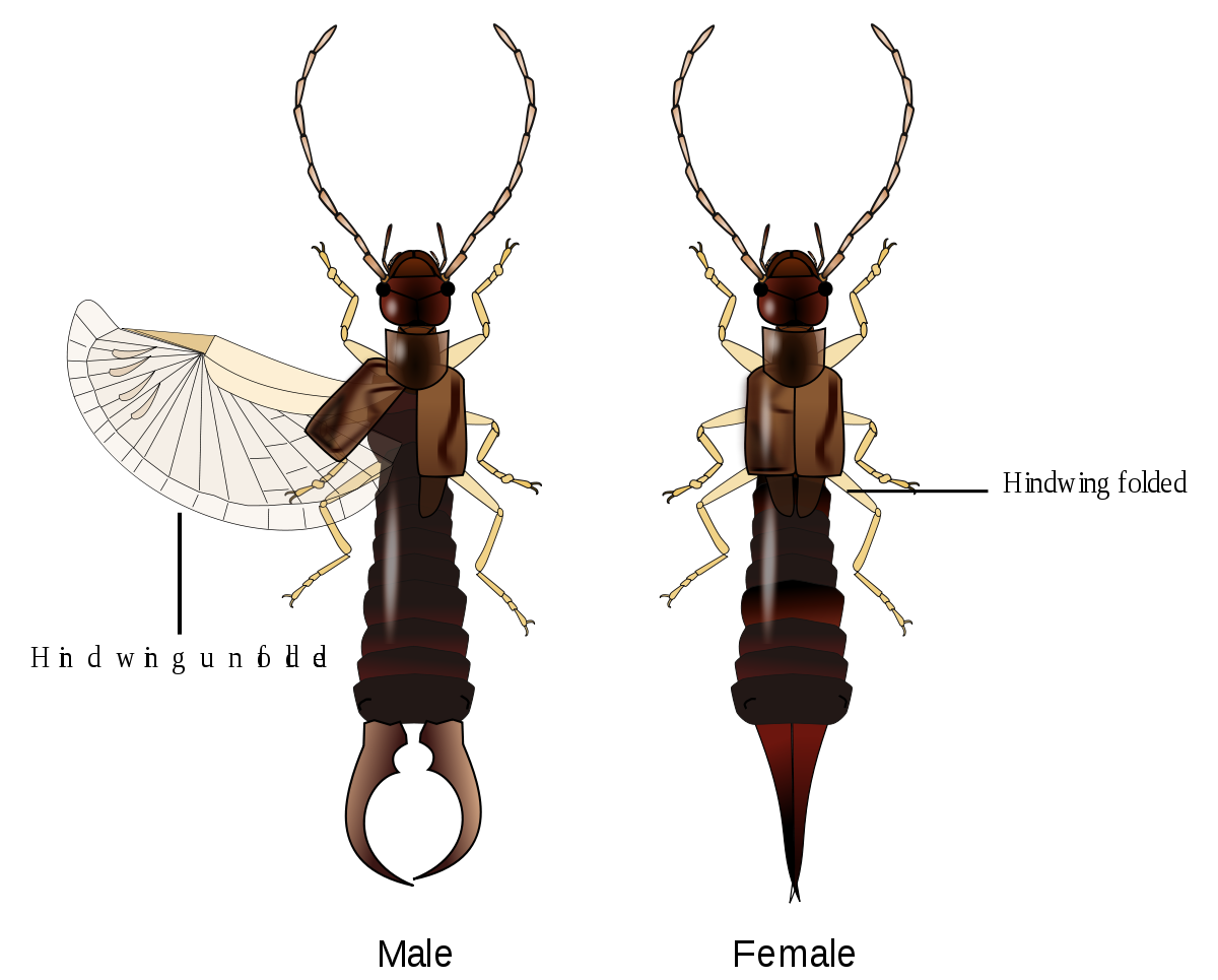 Earwig Female (black, silver)