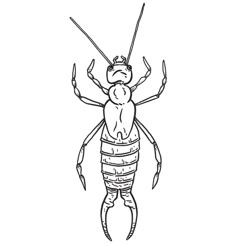 Earwig No Background (gray, white, black, lavender, silver)