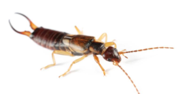 Earwig Png Clipart (black, white)