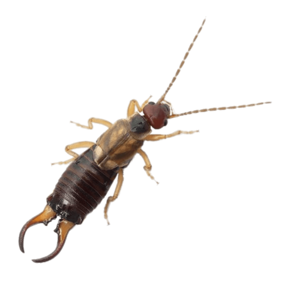 Earwig Png Cutout (gray)