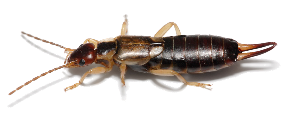 Earwig Png File (lavender, black)