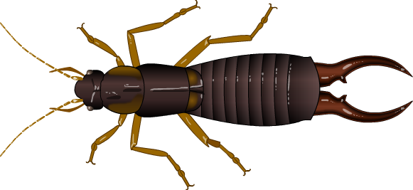 Earwig Png Image Hd (black, maroon)