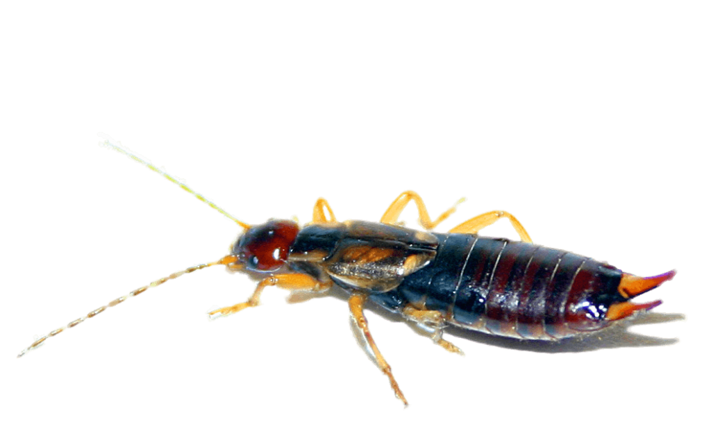 Earwig Png Image (black)