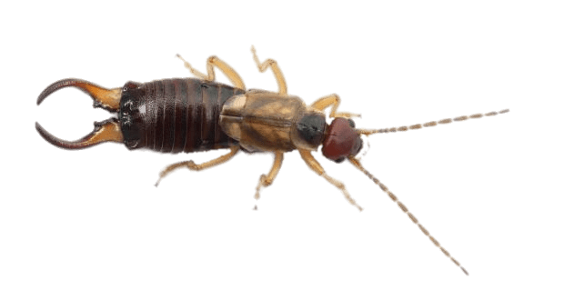 Earwig Png Images (gray)