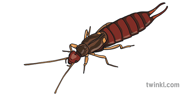 Earwig Png Photo (maroon, gray)