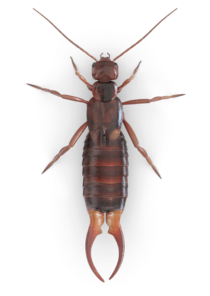 Earwig Png Photos (black)