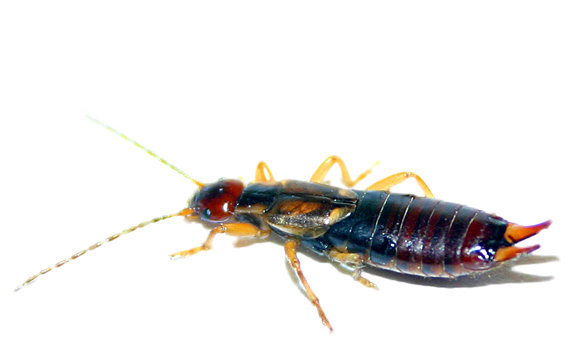 Earwig Png Transparent Image (black)