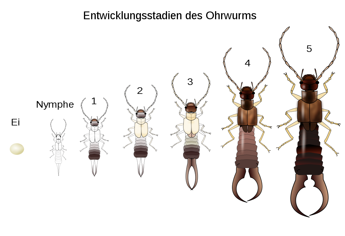 Earwig Png (black)