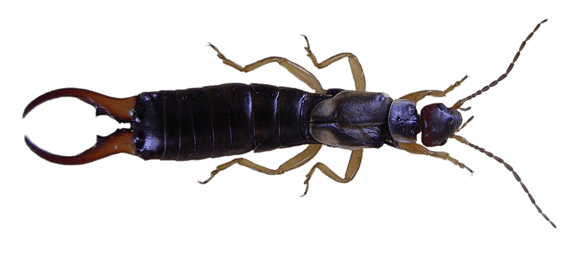 Earwig Silverfish Png Cutout (black, gray)