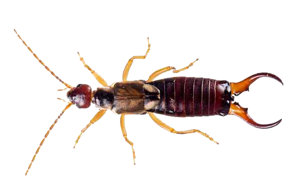 Earwig Silverfish Png Image (beige, pink, white)