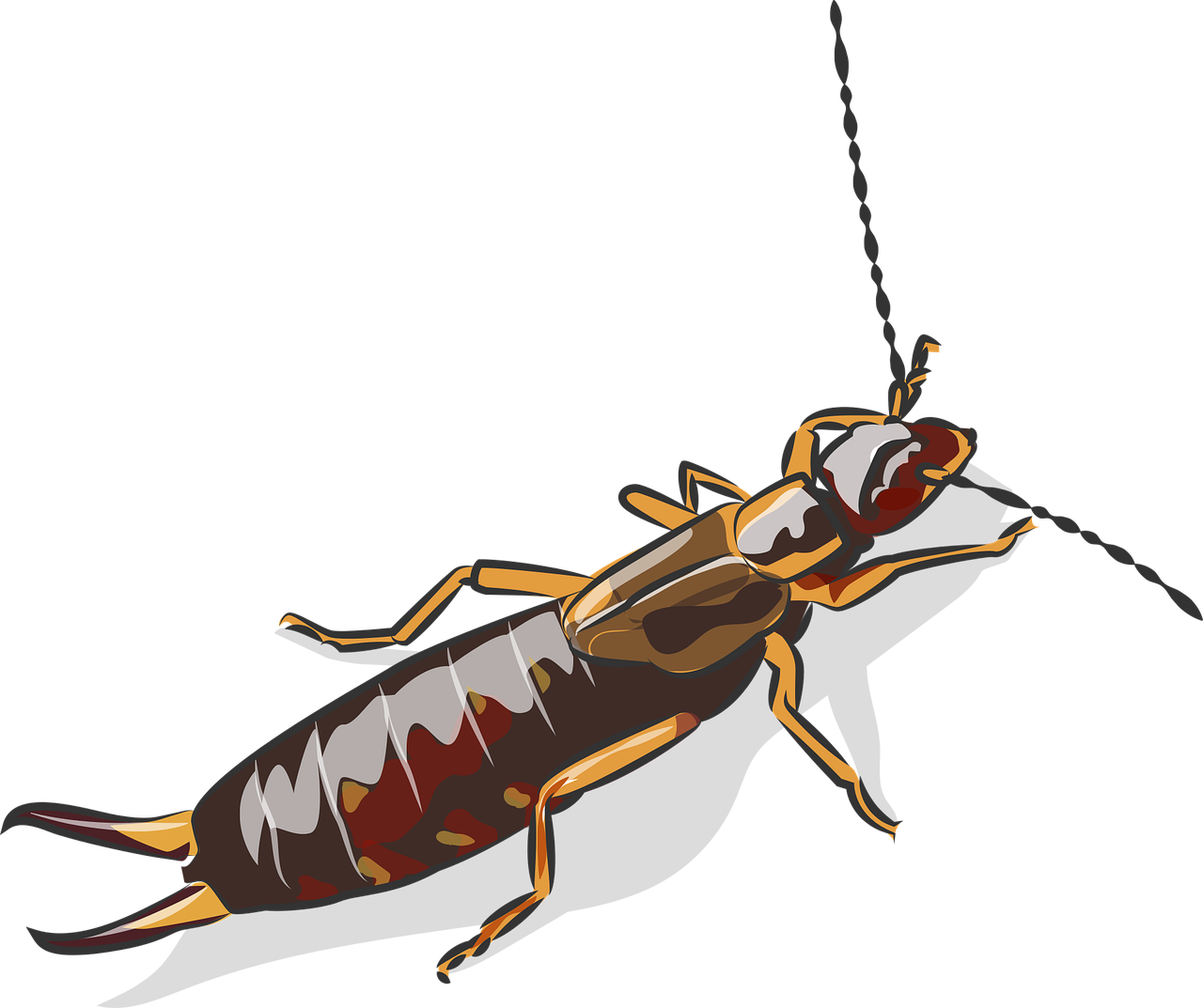 Earwig Silverfish Png Photo (black, silver)