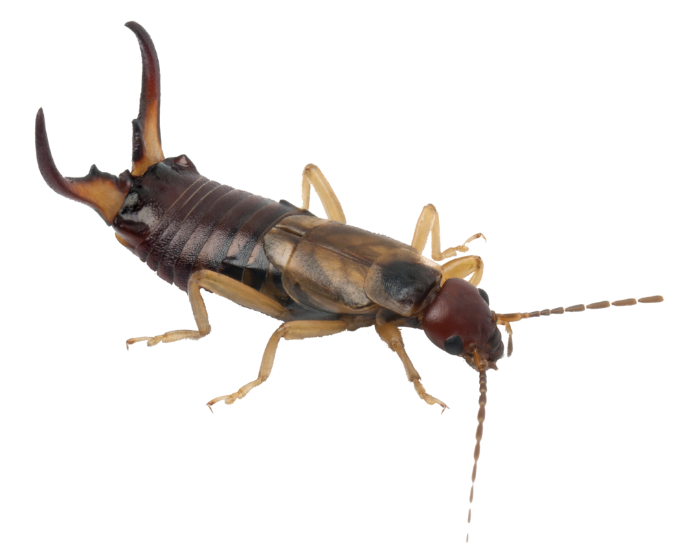 Earwig Silverfish Png (black)