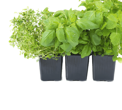 Basil Leaf Pot Png (black, gray, indigo)