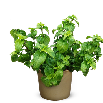 Basil Leaf Pot Plant Png (black, gray, olive)